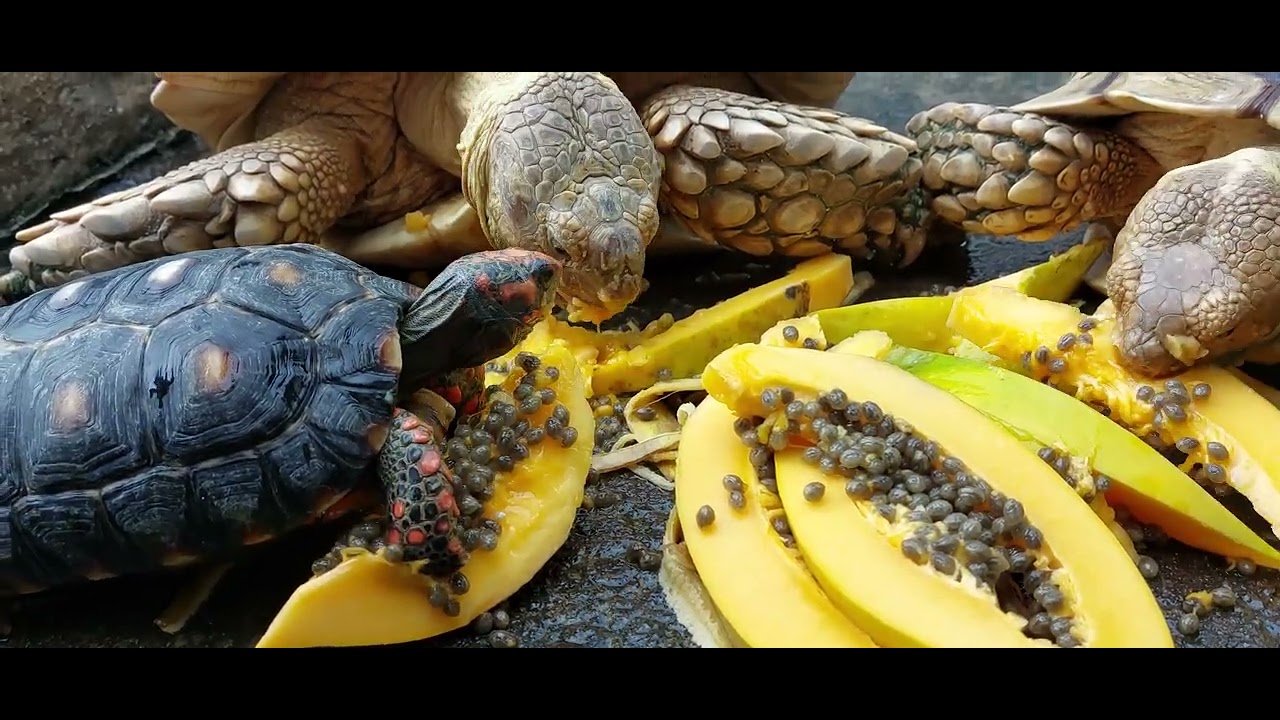 Morning Routine Sulcata and CherryHead Tortoise 🥰 - YouTube