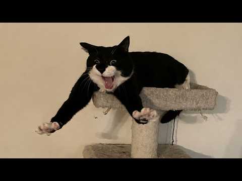 These Cats Never Miss a Chance to Be Funny 😂