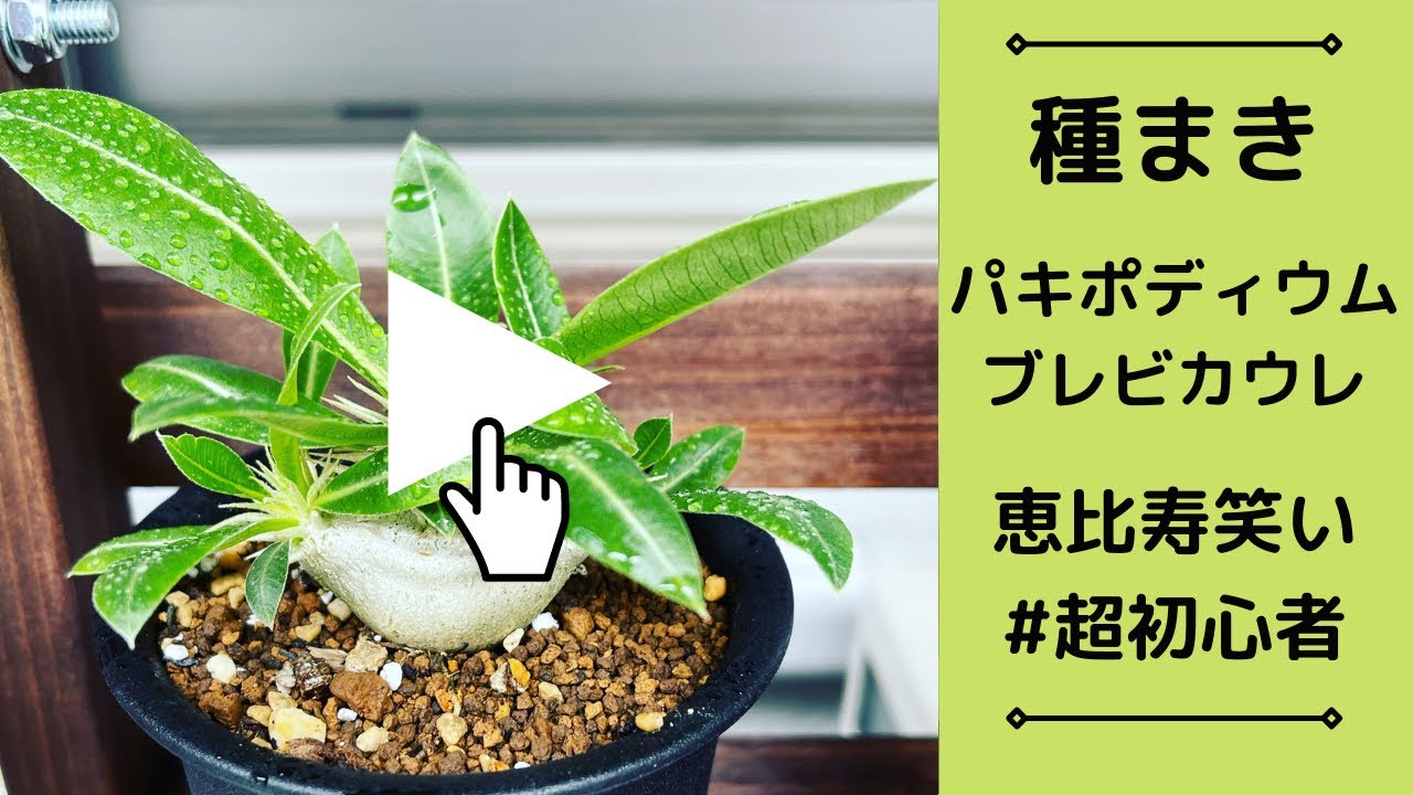 パキポディウム・ブレビカウレ（恵比寿笑い）実生 パキポディウム ブレビカウレ 恵比寿笑いの種まき完了 - YouTube