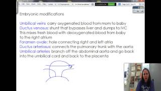9-6 Fetal circulation