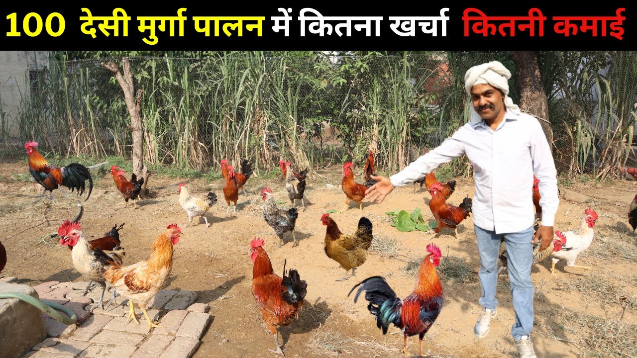 गांव का ऐसा देसी मुर्गा फार्म अपने नहीं देखा होगा II Desi murga II poultry farm