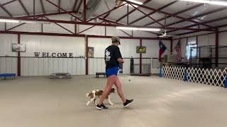 Bo- Board and Train Program (Flower Mound)
