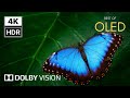 The World’s Most Beautiful 4K Video HDR | Dolby Vision 60FPS Ultra HD Experience