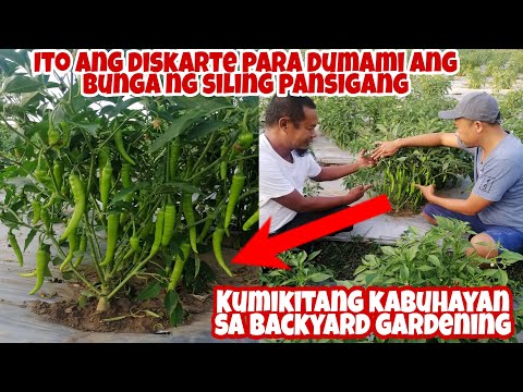 Video: Paano Mapalago Ang Isang Malaking Ani