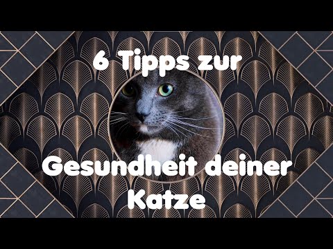 Video: Fragen zur Katzengesundheit