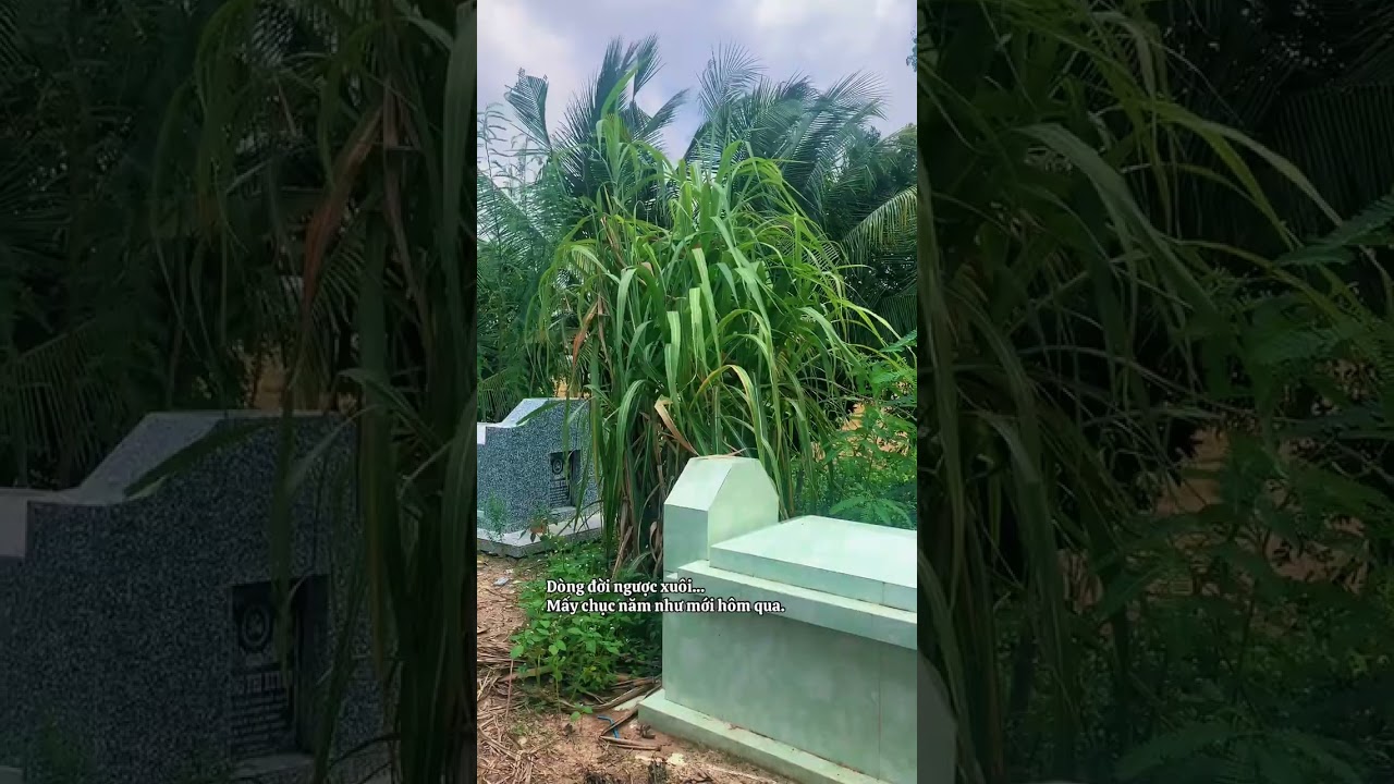 Dòng đời ngược xuôi