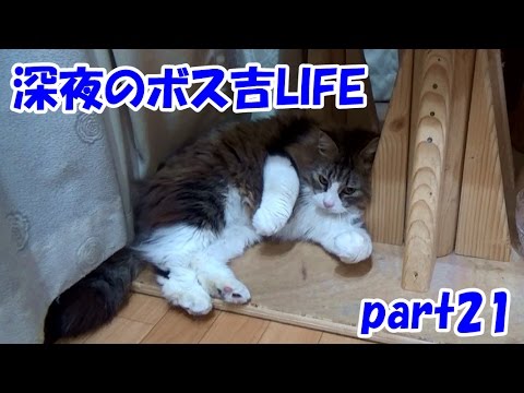 可愛い画像 Funny Cat Videos Part 21【Boss-Kichi's Cat life】