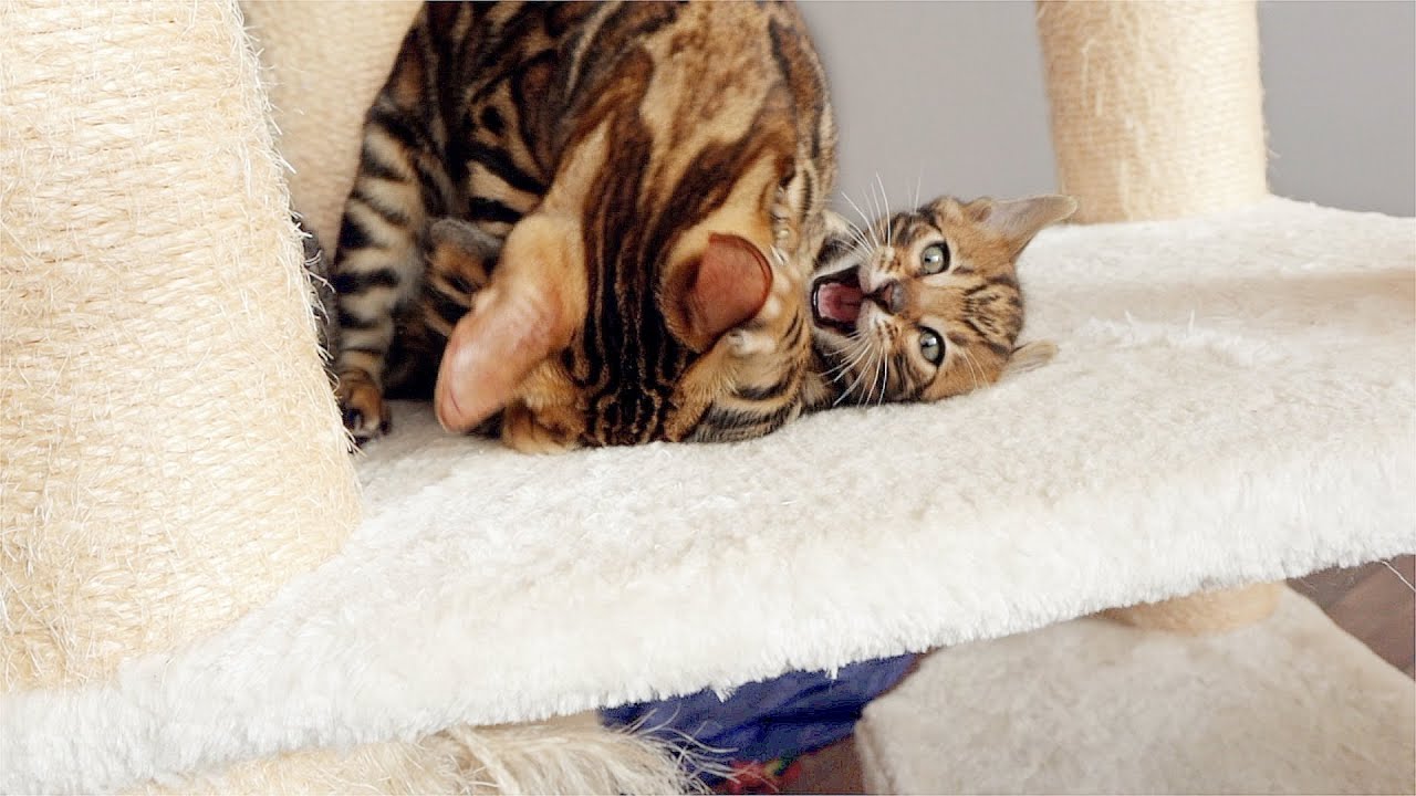 Bengal Cats Love Aggressive Family Bonding YouTube