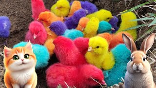 Menangkap ayam lucu, ayam warna warni, ayam rainbow, bebek, angsa, ikan hias, ikan cupang