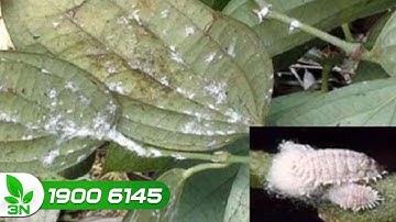 Trị rệp sáp gây hại cho cây tiêu | VTC16