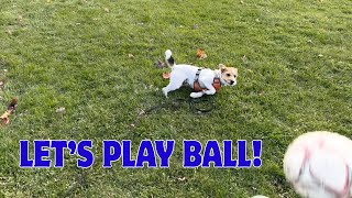 Henry the Jack Russell Terrier Dog Plays Ball in the Park!