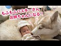 やさし〜い表情のハスキーさん!その理由はね……♡