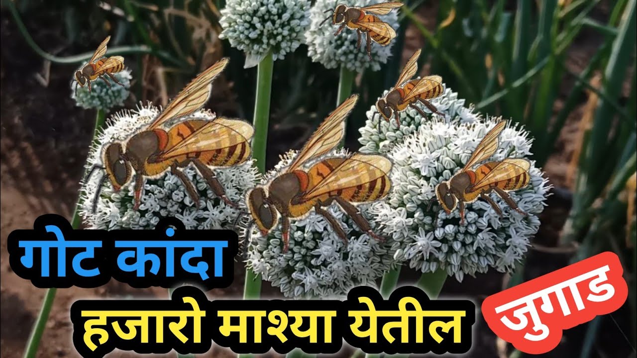 गोट कांदा पिकात हजारो मध 🐝 माश्या येतील फक्त हे जुगाड करा // कांदा बीज उत्पादन वाढवण्यासाठी मध माशी