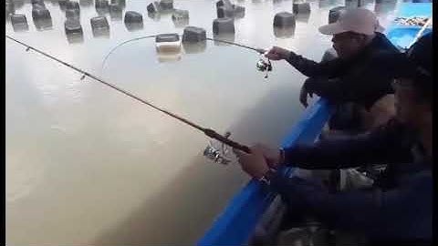 Câu cá Tráp _Cần Giờ