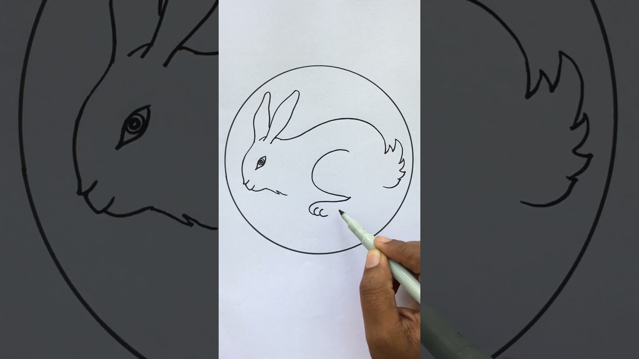 Rabbit figure drawing step by step 