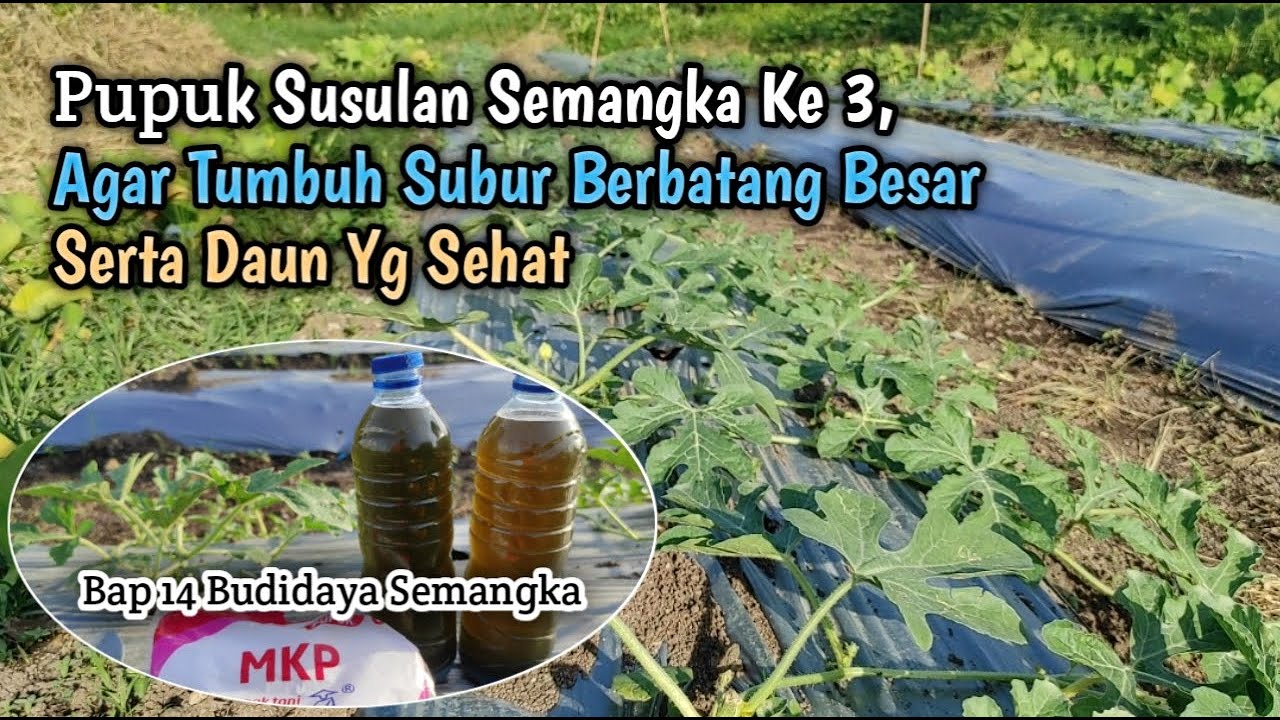 Pupuk Susulan Semangka Ke 3, Agar Tumbuh Subur Berbatang Besar Serta Daun Yg Sehat
