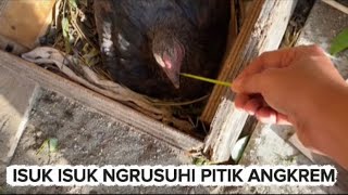 Download Lagu VLOG PAGI / VLOG BERINTERAKSI DENGAN SATWA  😬 MP3