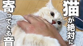 猫が寄ってくる音 Youtube