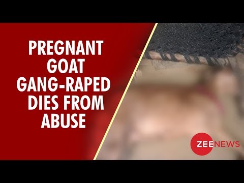 Pregnant goat dies after alleged gang rape by 8 men in Haryana