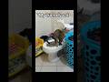 Your cat vs My Cat