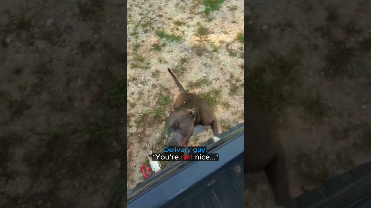 Is HE a NICE dog?