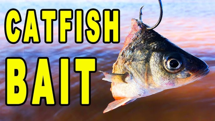 6 Tips Using Cut Bait for Catfish 