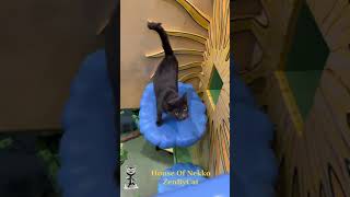 [House Of Nekko] A few of the 29 cats that live at House Of Nekko/ZenByCat by Zen By Cat 147 views 1 year ago 1 minute, 21 seconds