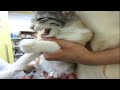 子猫保護　予防接種で痛くて鳴いちゃった