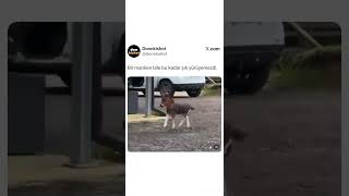 Bu Yürüşün Şıklığı