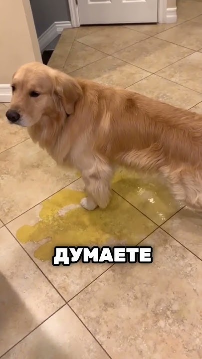 Эта собачка написала в гостиной 😱🤣 - YouTube