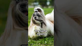 3 Shih Tzu Facts | Bet You Didn't Know #ytshorts #shorts #dog