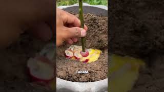 Cara Ajaib Menanam Anggur dari Stek, Panen dalam 2 Bulan! #diygarden #berkebundirumah
