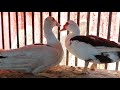 White Chicken Prices Today 3 2 2026 And All Poultry Products Breaded Chicken Shish Tawook Shaw 