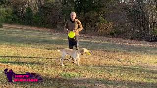 Ron & Jeep | Flatwork Compass & Fly Chi #1
