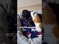 Семейные отношения -они такие #тойтерьер #собака #прикол #юмор #тренд #тренды #украина #рекомендации