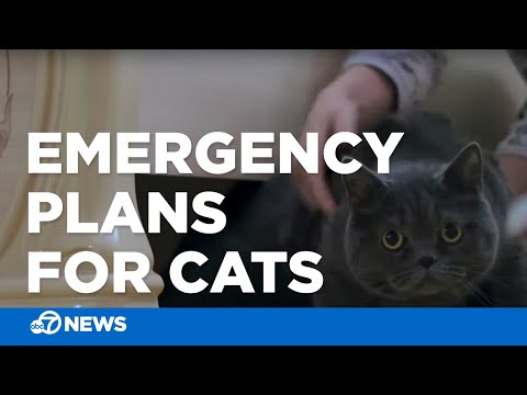 Wie Sie Ihre Katze sicher im Notfall halten