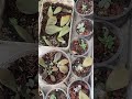 Chăm sóc vườn sen đá của mình #senda #xuhuongyoutube #xaykenh