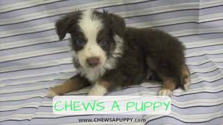 Puppies For Sale Chews A Puppy Orlando FL