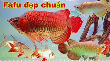 Fafu Long Đẹp Chuẩn - Và Một Số Cá Rồng Lúa 🌾 Mềm Khác 😍