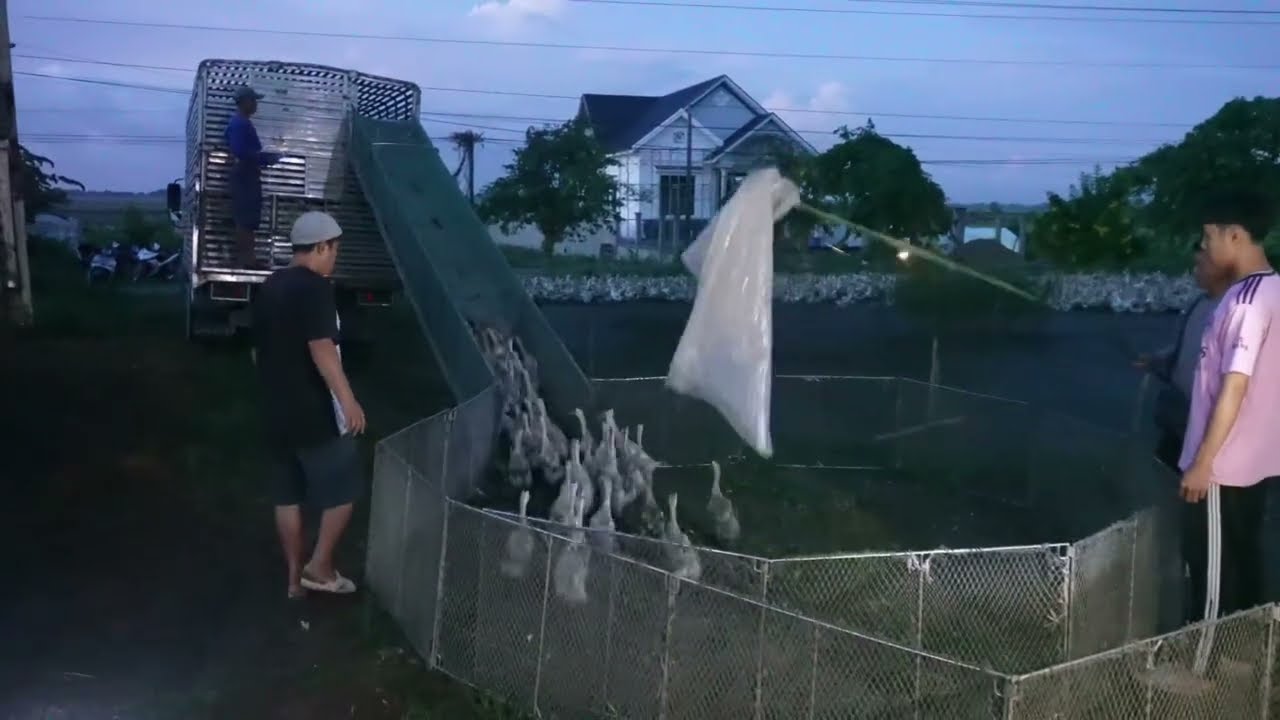 Full Video: Close-Up of 2 Big Trucks Moving Huge Duck Flock & Thousands of Duck Eggs|Vietnam Farming