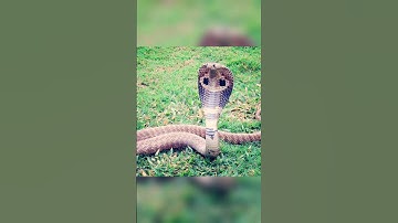 Nagin | Snake | Me Teri dushman | Lata Mangeshkar | #shorts #snake #nagin #latamangeshkar