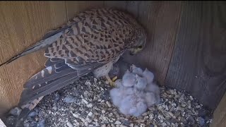 Mom brings prey for breakfast | Common kestrel | May 31, 26