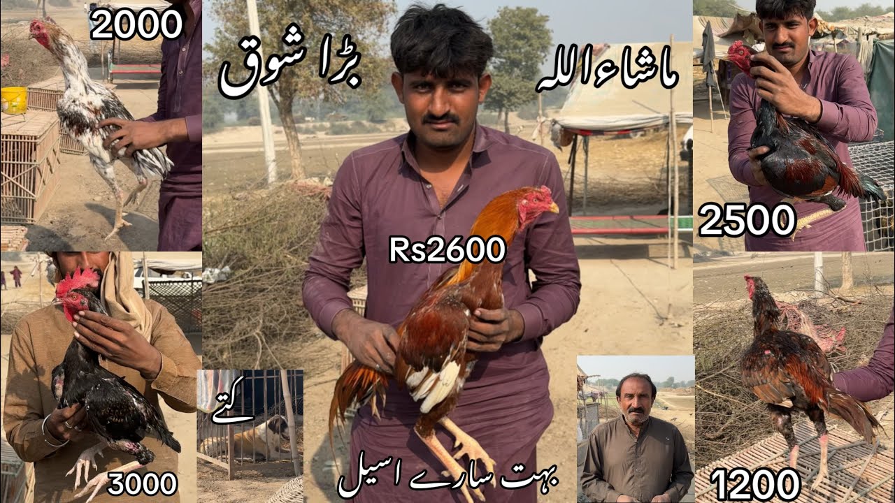 Pakistan k sab s Sasta Aseel/ best Pakistani fighter Aseel y h
