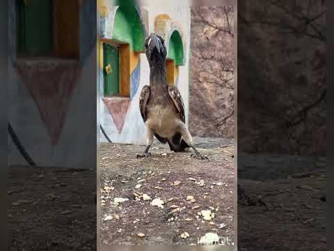 بو علي صورني    