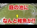 【庭の池】池の掃除でフナの稚魚を発見！#3 2016.08.01