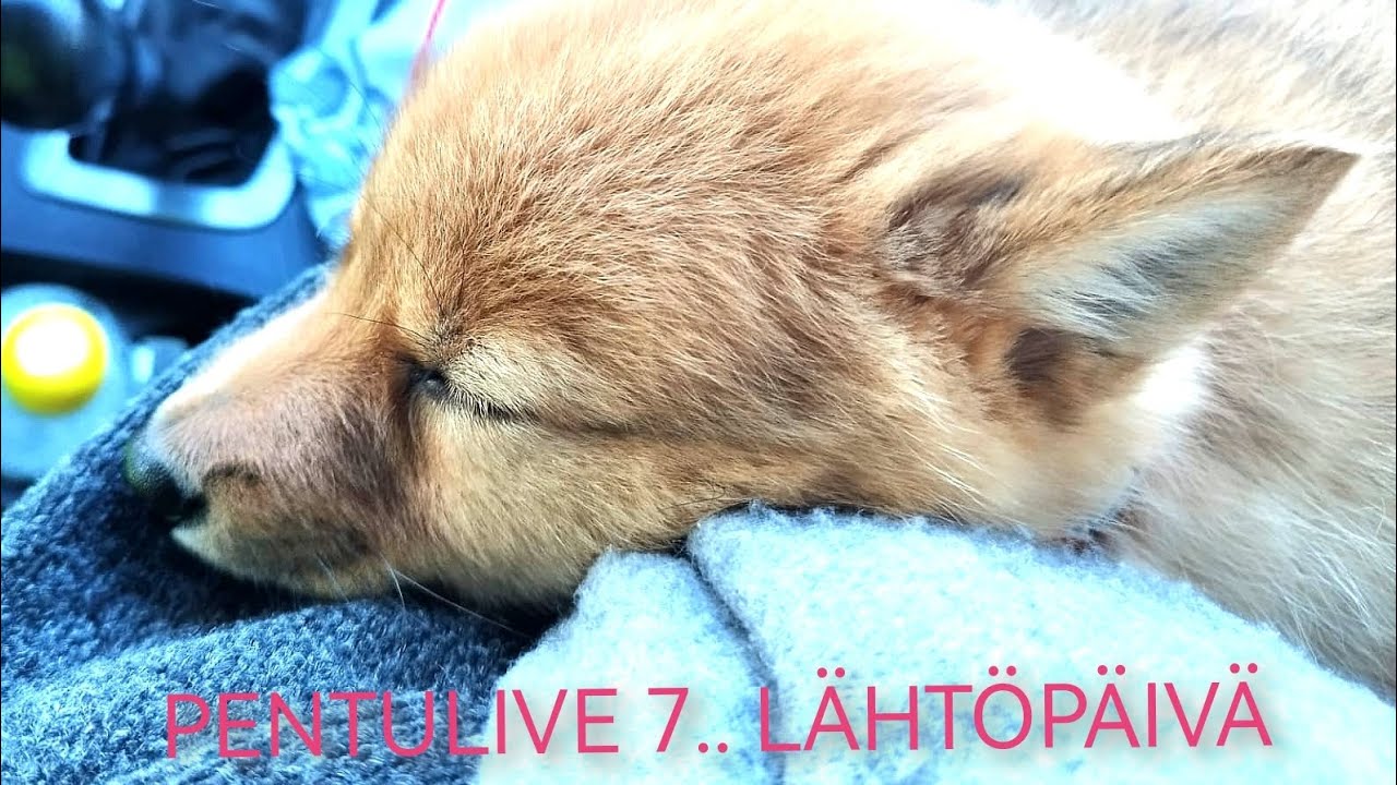 PENTULIVE 7. LUOVUTUSPÄIVÄ