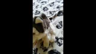 New Douglas dogs, huskies & wolf plushies