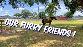Enjoy Our Large Furry Friends ?    #horse #puppy #basset #dog