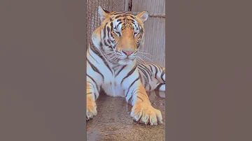 Tiger Mom S Reluctance 