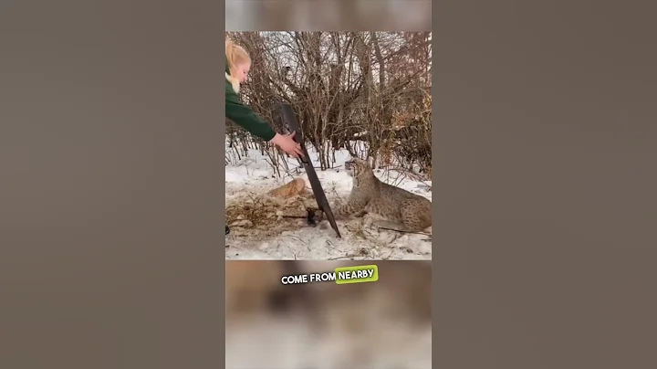 Bobcat Chases 7 Year Old 😳